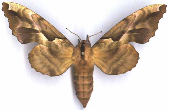 http://www.gorodinski.ru/sphingidae/Phyllosphingia  dissimilis.jpg